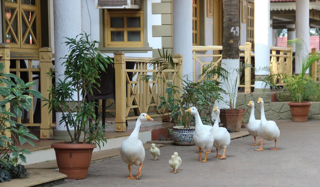 Golden Swan Beach Resort Murūd Buitenkant foto
